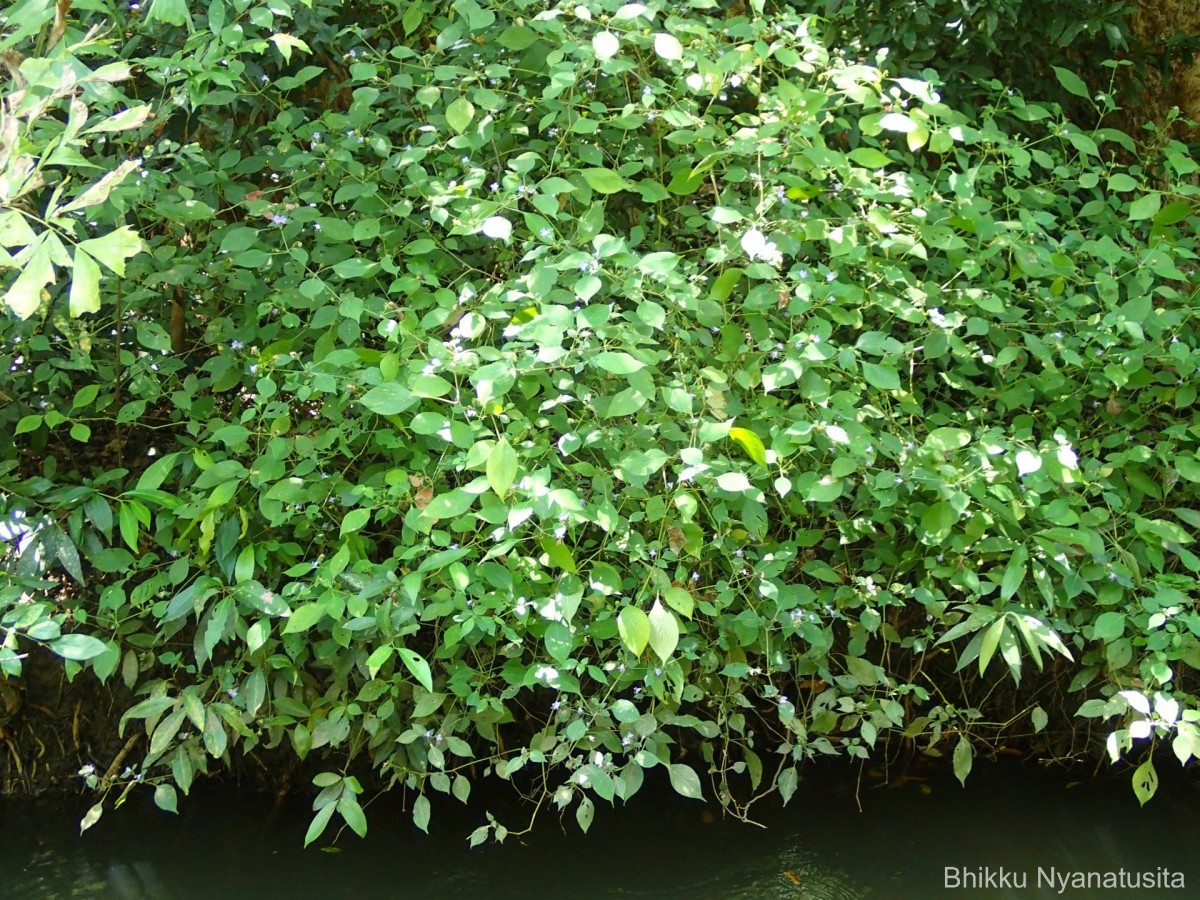 Strobilanthes adenophora Nees